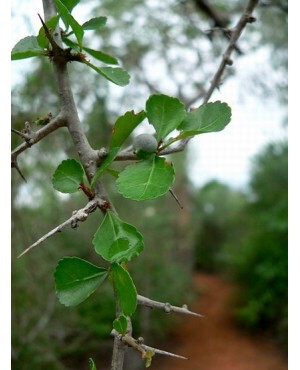 Commiphora spp